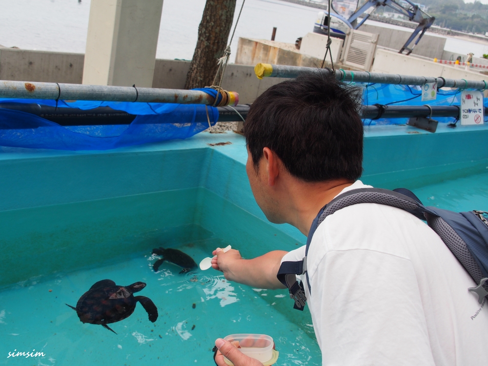 小笠原海洋センターウミガメ