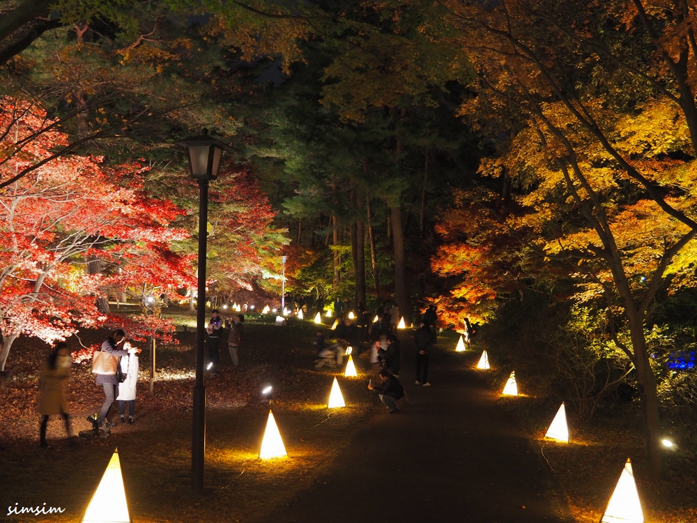 武蔵丘陵森林公園で紅葉ライトアップ 紅葉見ナイト を楽しむ