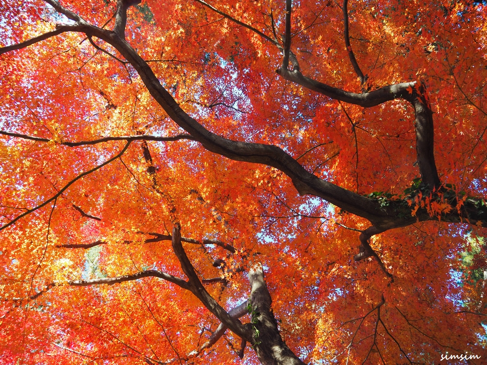 大田黒公園　紅葉