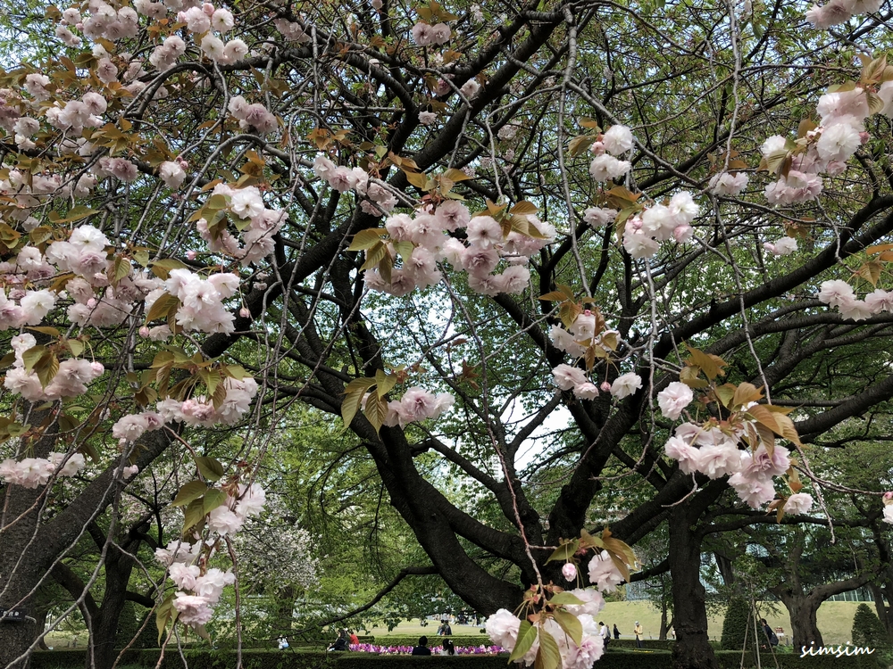 新宿御苑八重桜