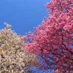 新宿御苑桜