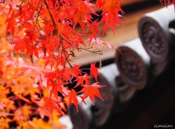 京都東福寺紅葉