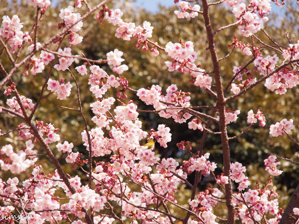 新宿御苑寒桜