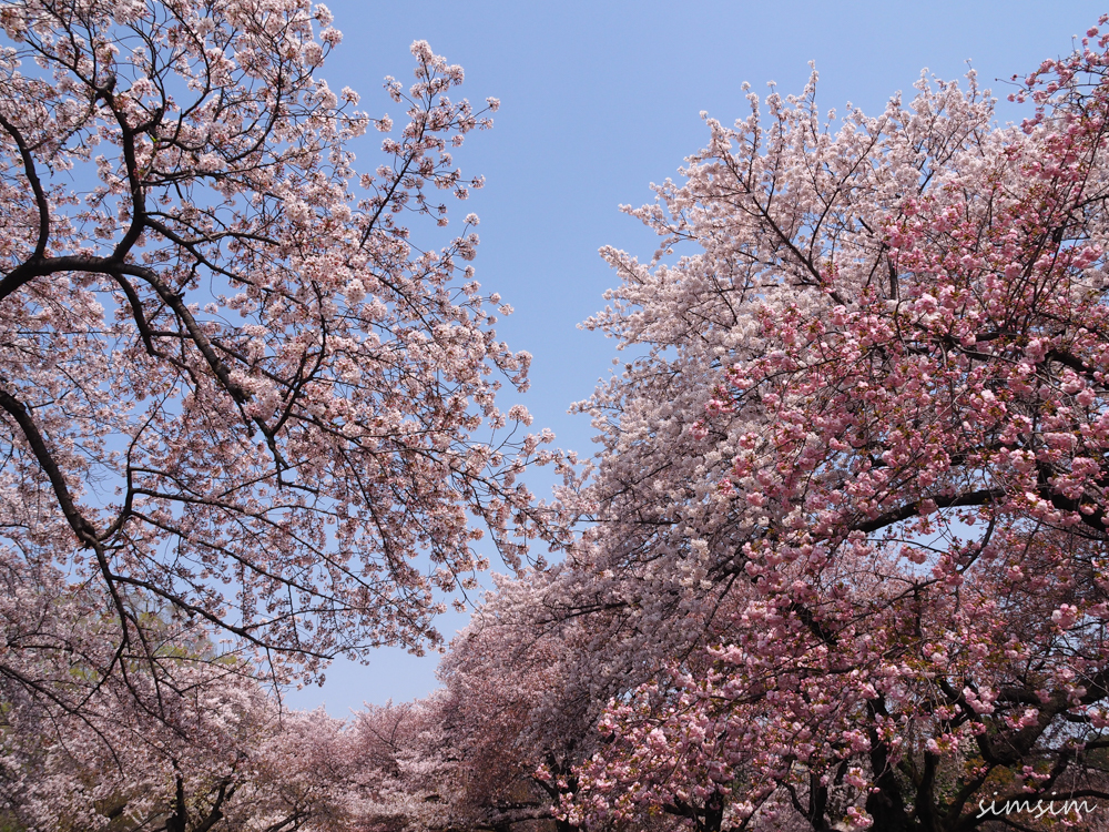 新宿御苑桜