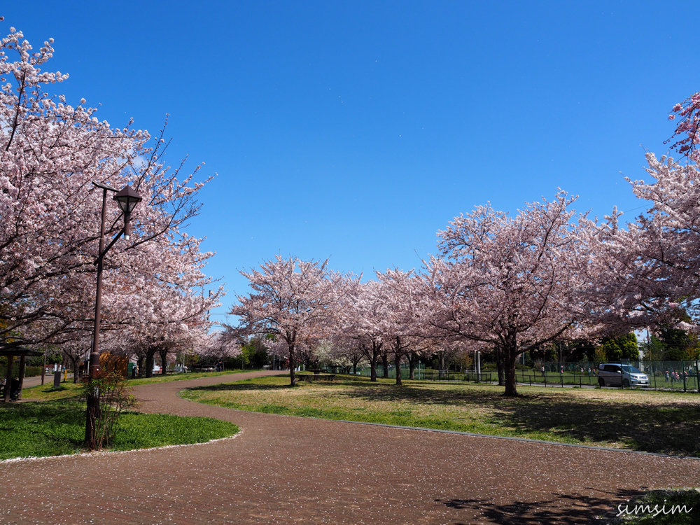 城北中央公園桜