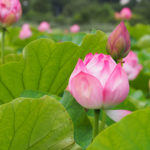 上野公園蓮の花