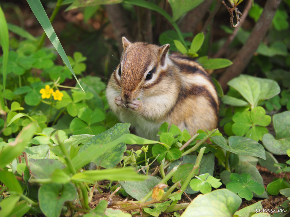 リス の 森 平針