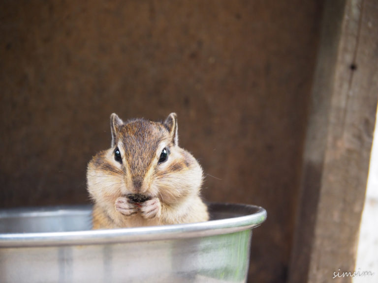 市民の森・見沼グリーンセンターのりすの家はシマリスの生態が観察できる！