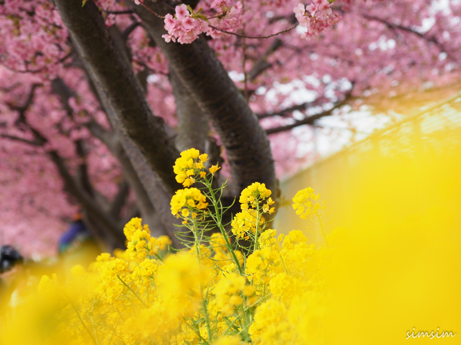 三浦海岸桜まつり