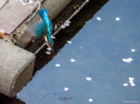 オリンパスミラーレス