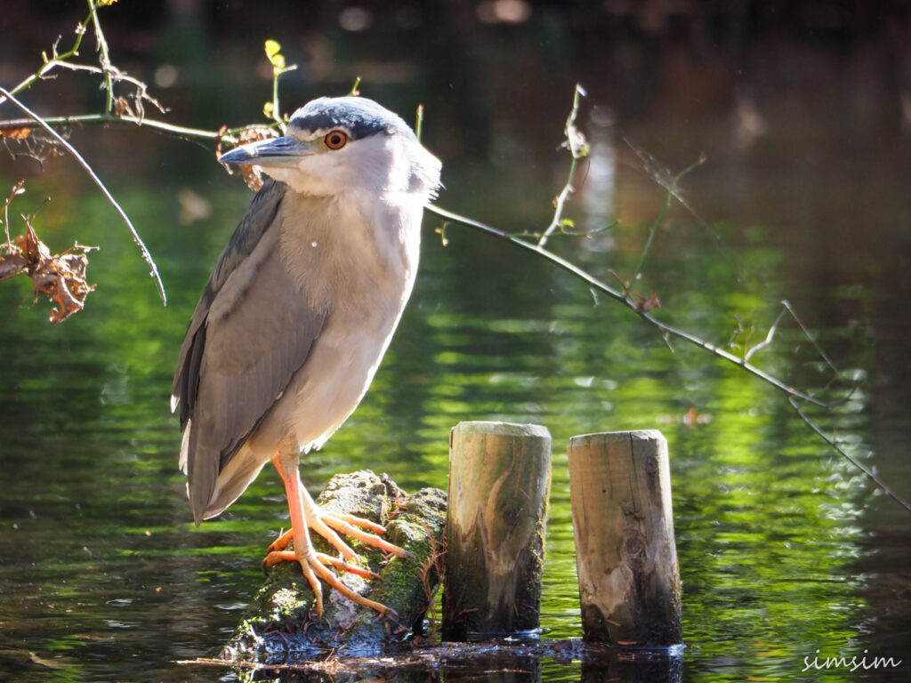 近場の公園で野鳥撮影！カメラや持っていると便利なものを紹介
