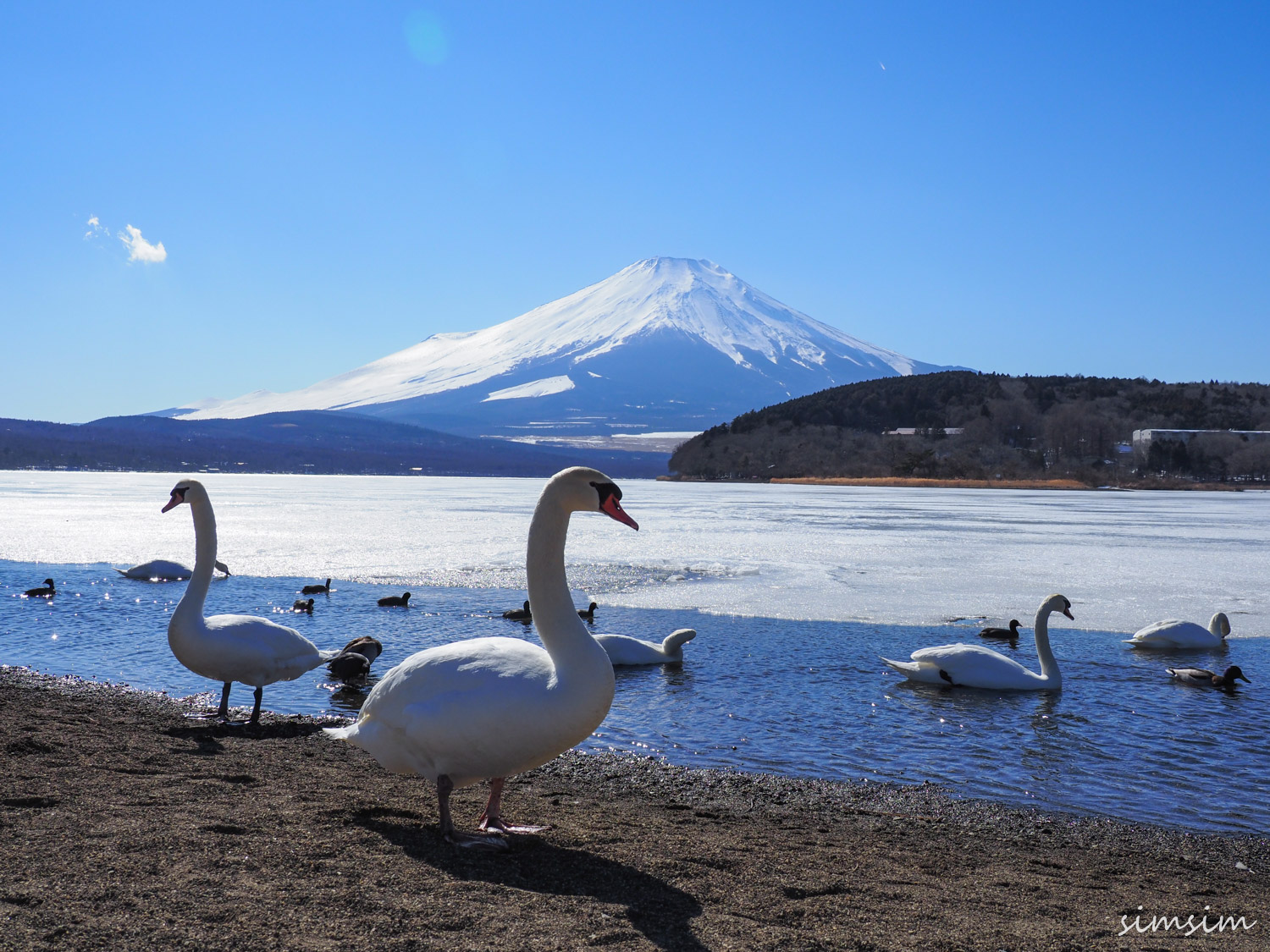 山中湖富士山と白鳥 