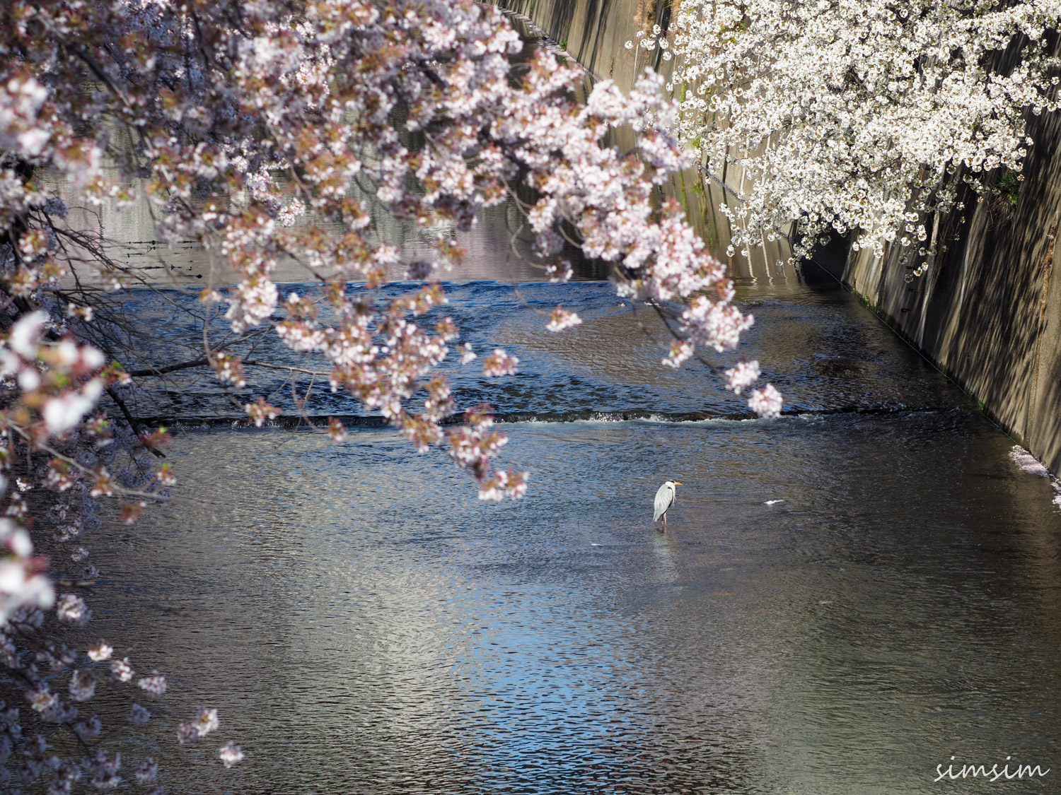 石神井川桜