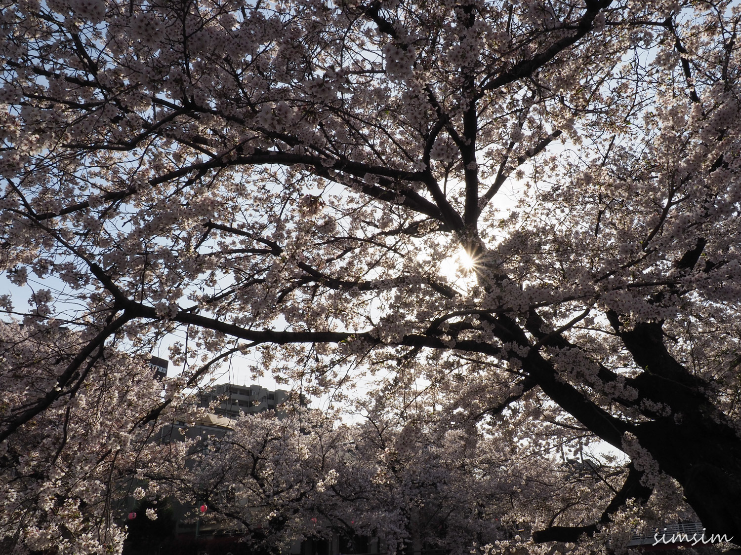 石神井川桜