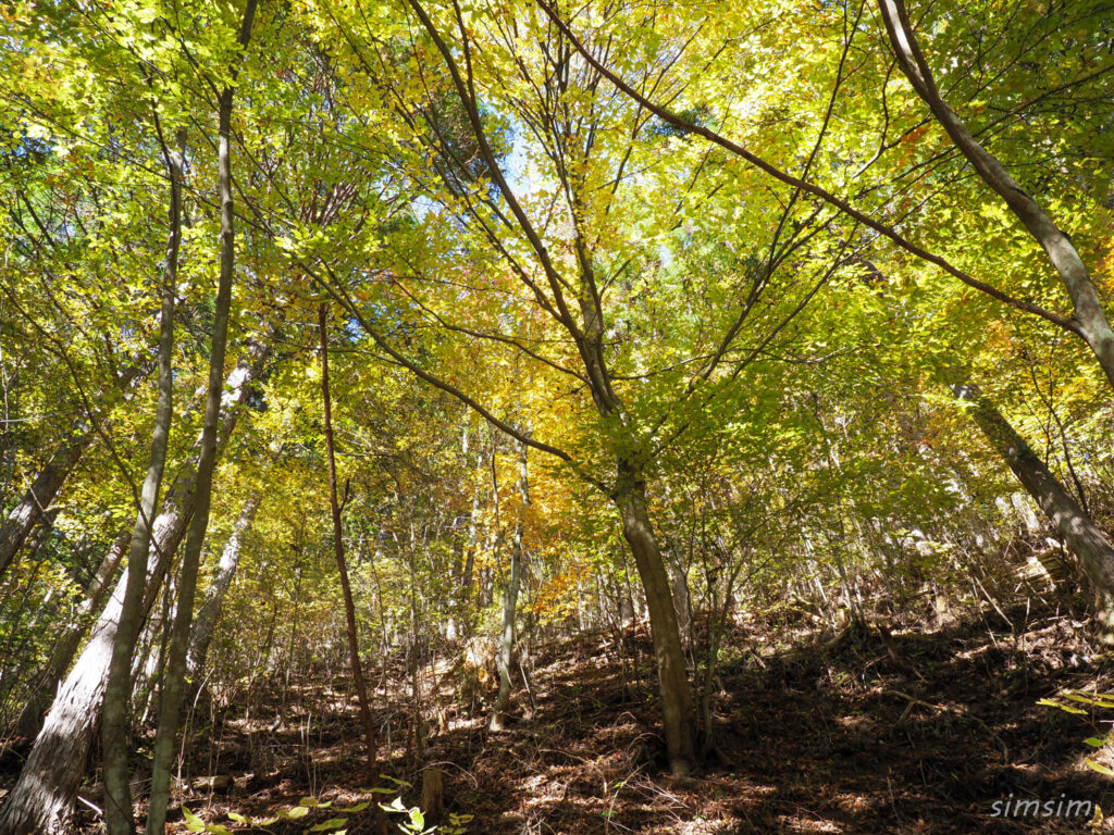 三頭山登山