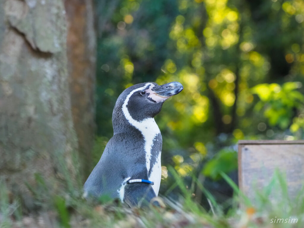 埼玉こども動物自然公園ペンギン