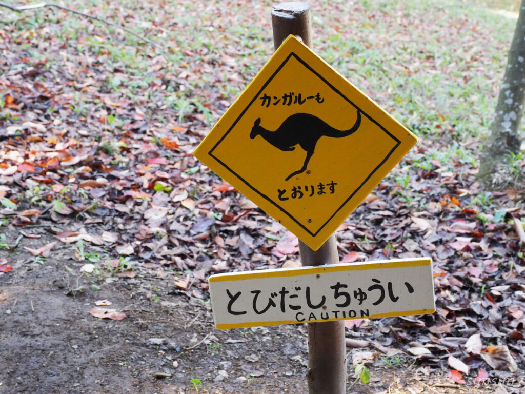 埼玉こども動物自然公園カンガルー