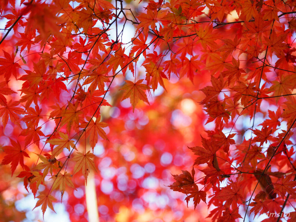 高尾山紅葉登山