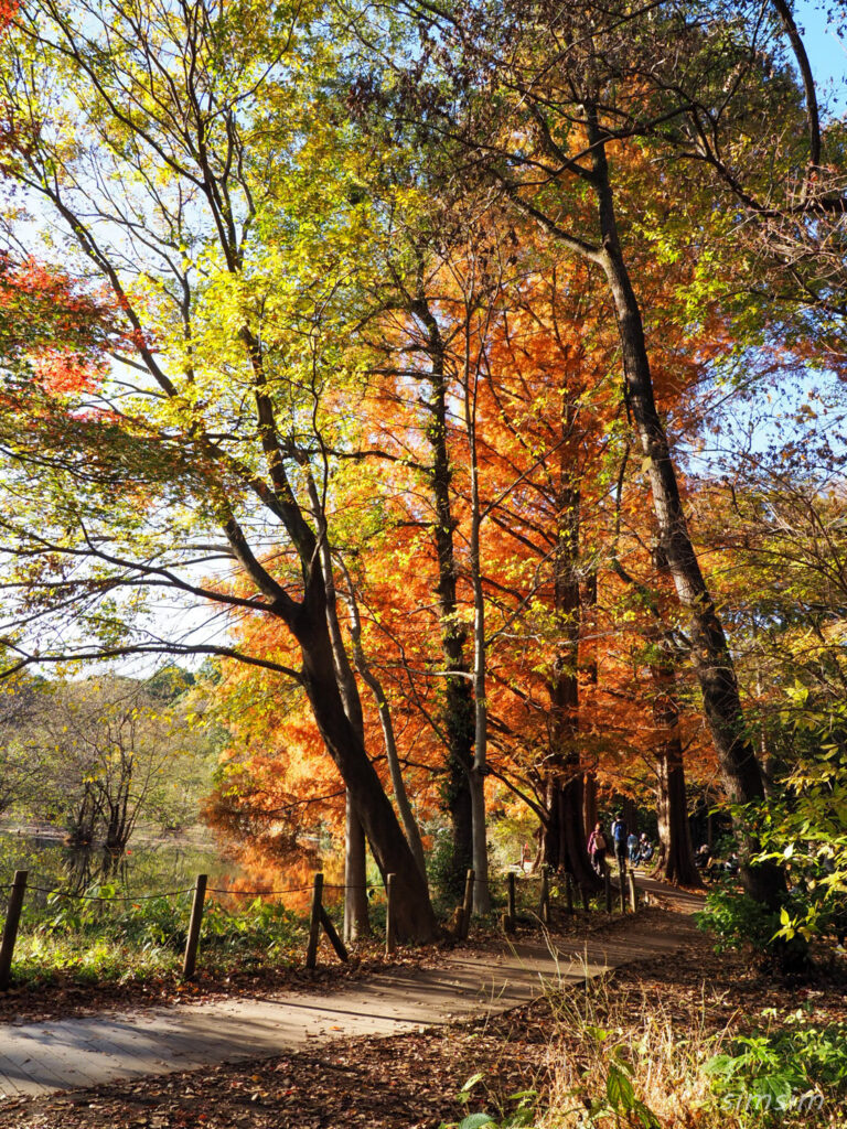 石神井公園紅葉散歩