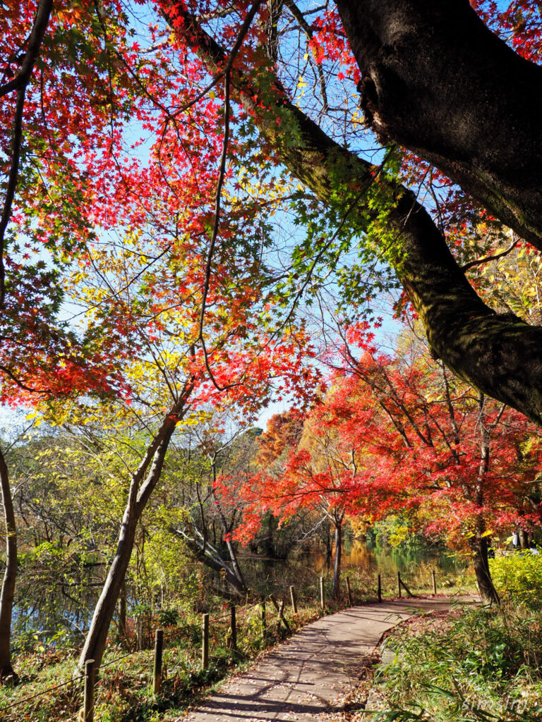 石神井公園紅葉散歩