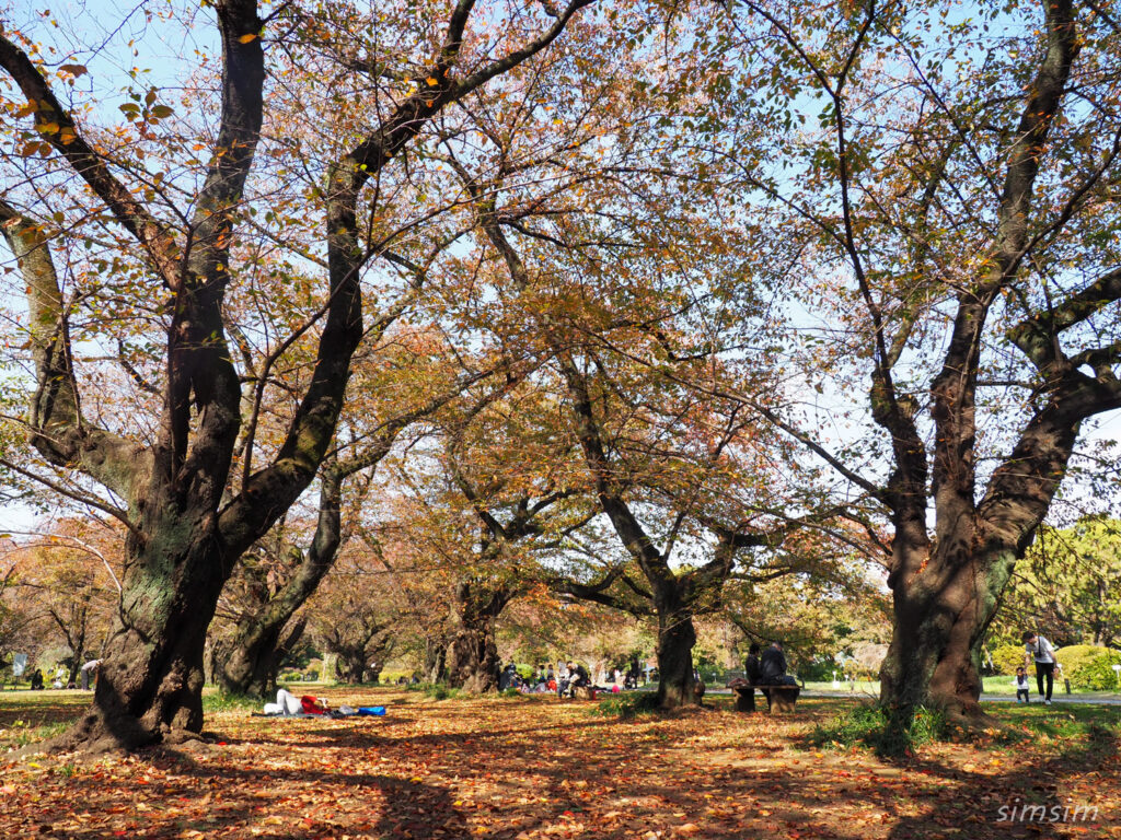 小石川植物園紅葉