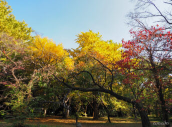 小石川植物園紅葉