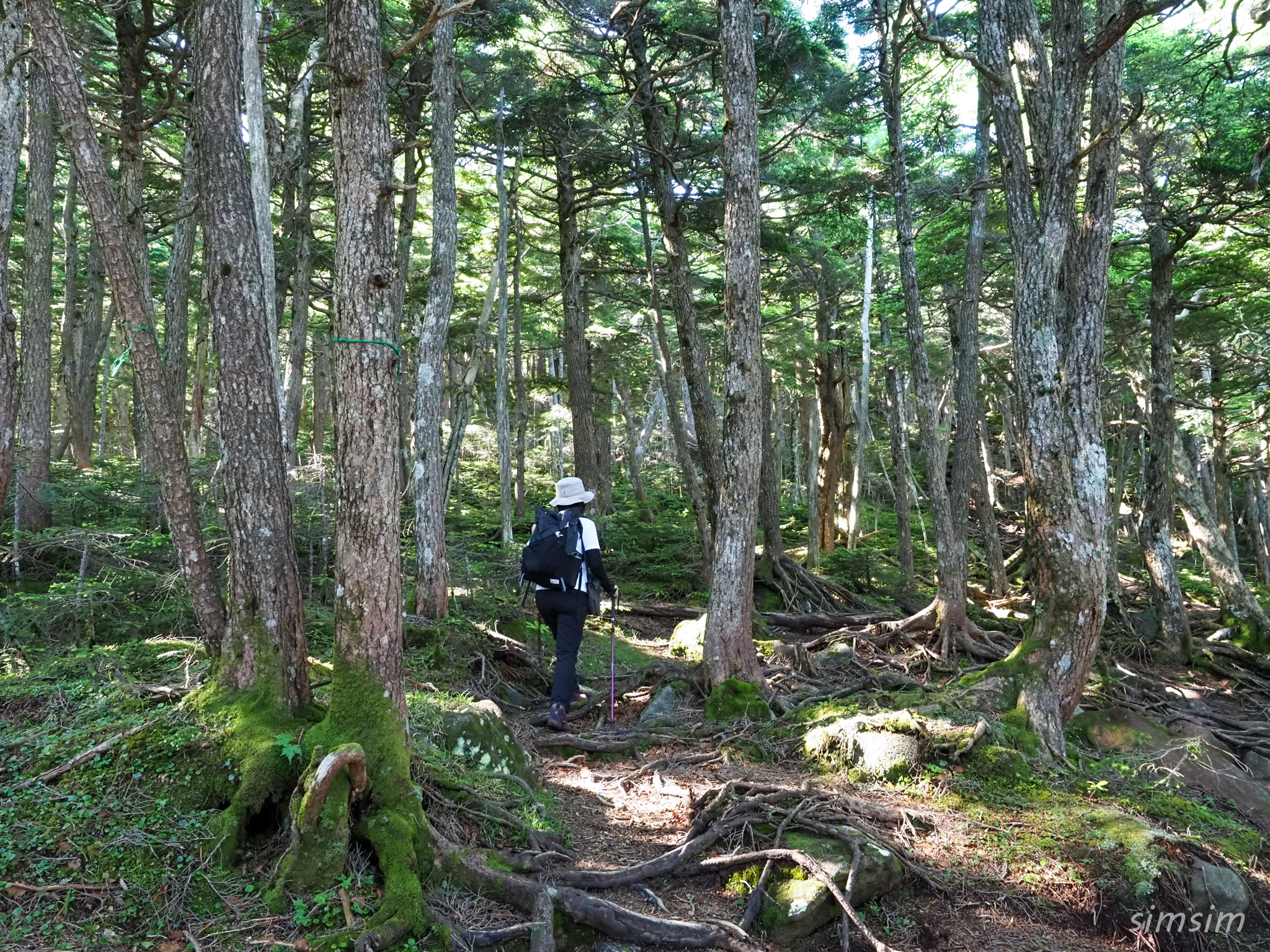 白駒池~にゅう登山