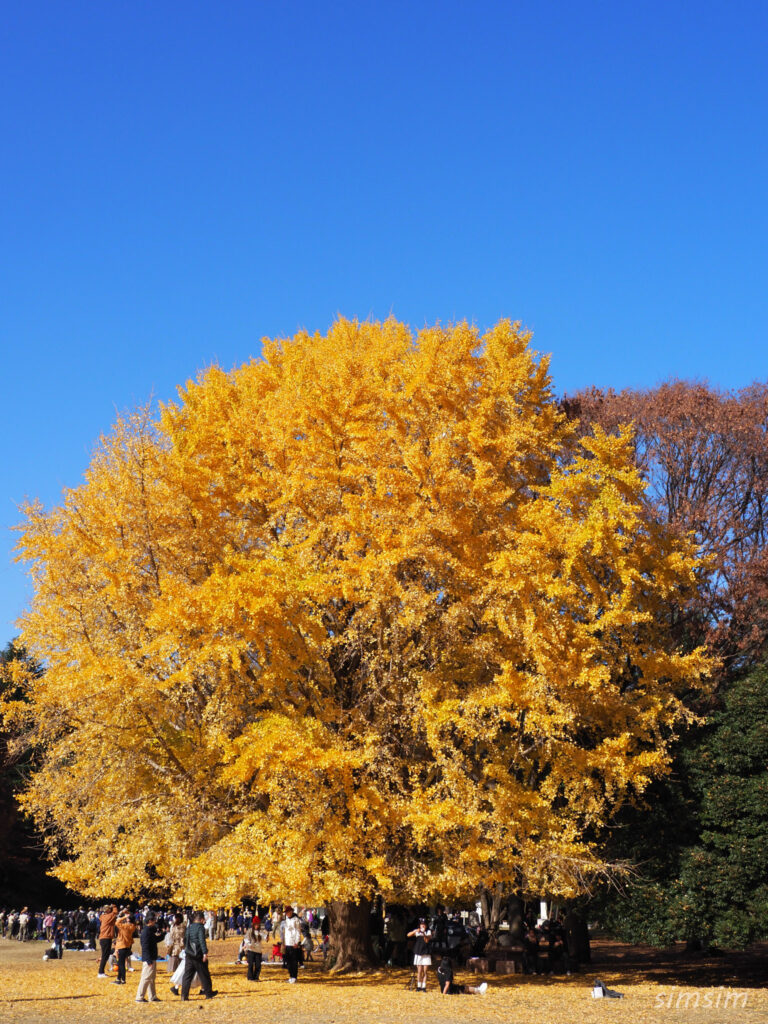 光が丘公園 イチョウ