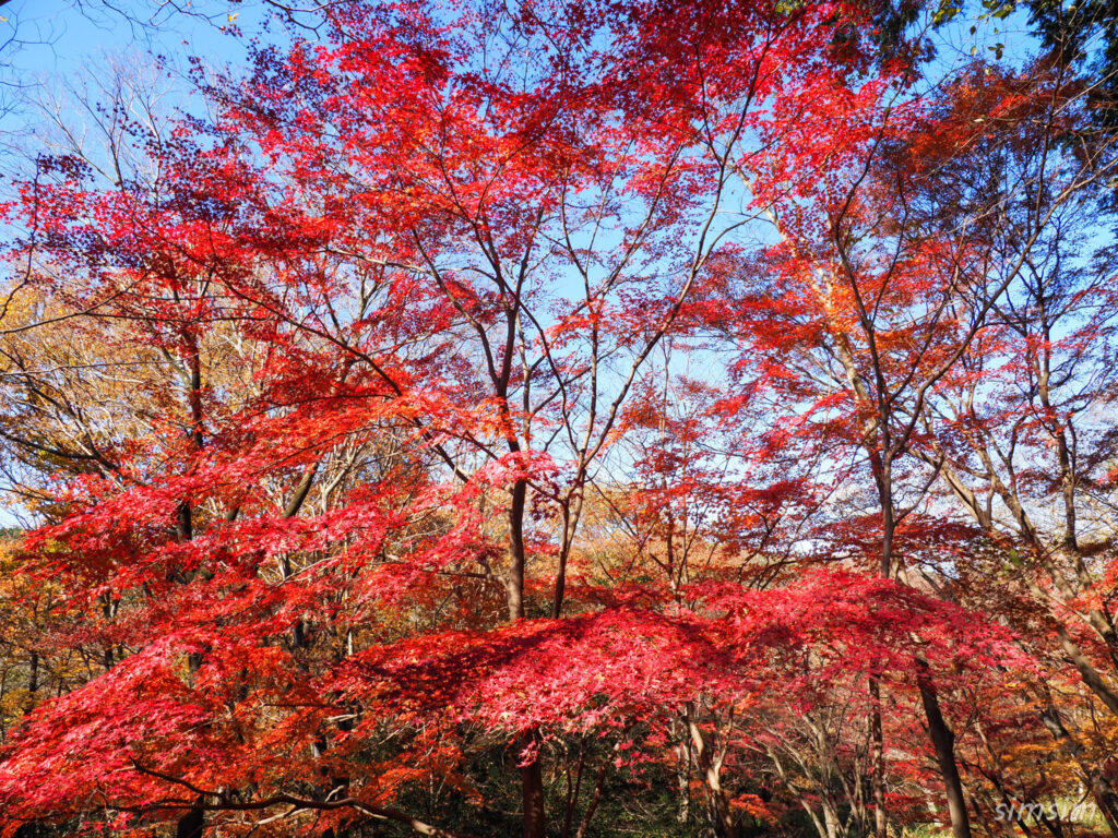 嵐山渓谷紅葉ハイキング