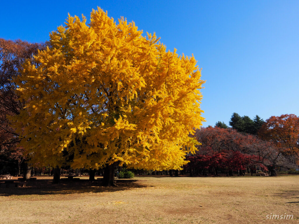 都立光が丘公園イチョウ