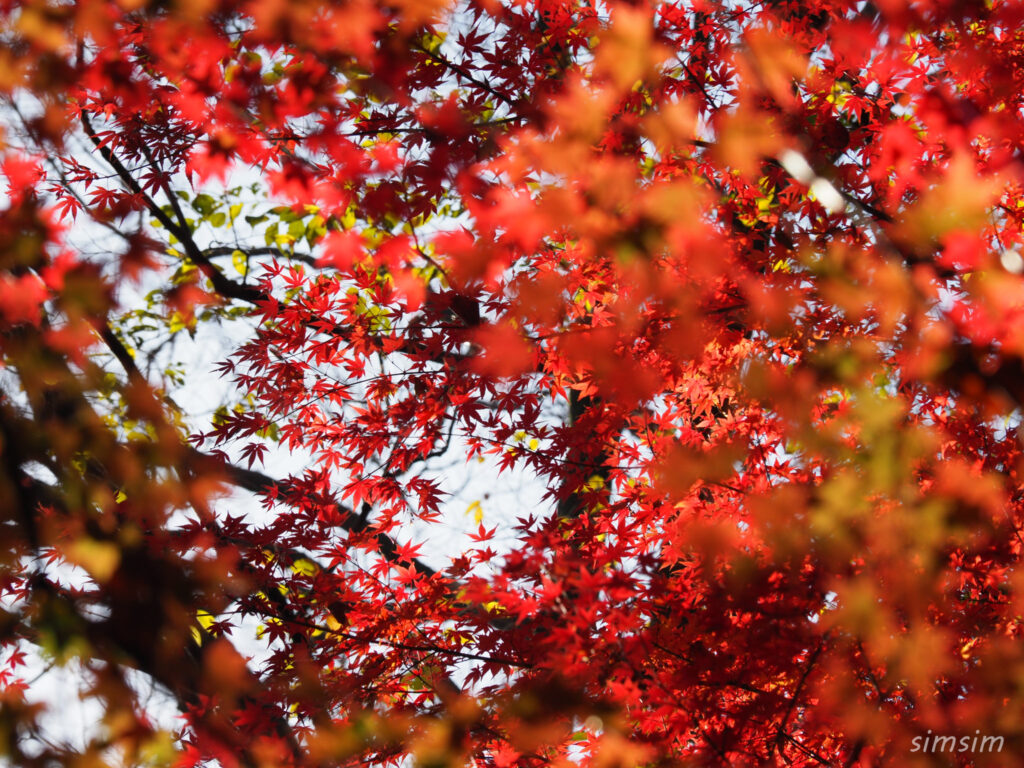 都立光が丘公園紅葉