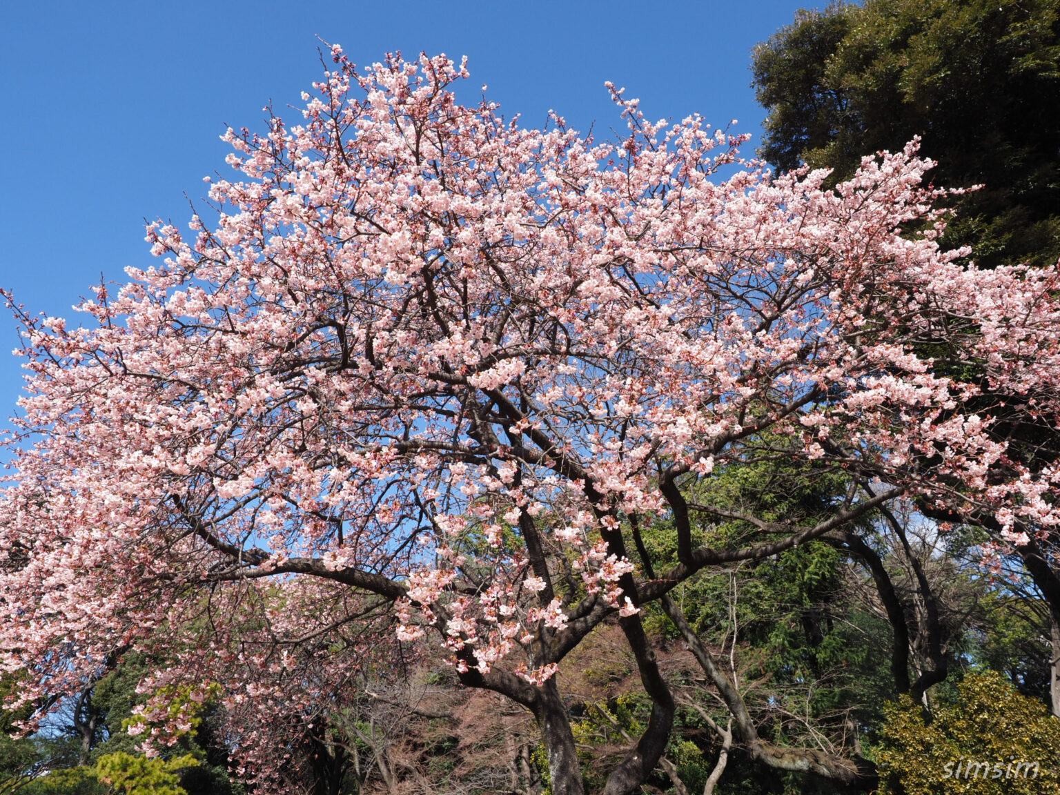 【2024年版】新宿御苑で今が見頃の寒桜を楽しむ。梅の見頃はこれから。