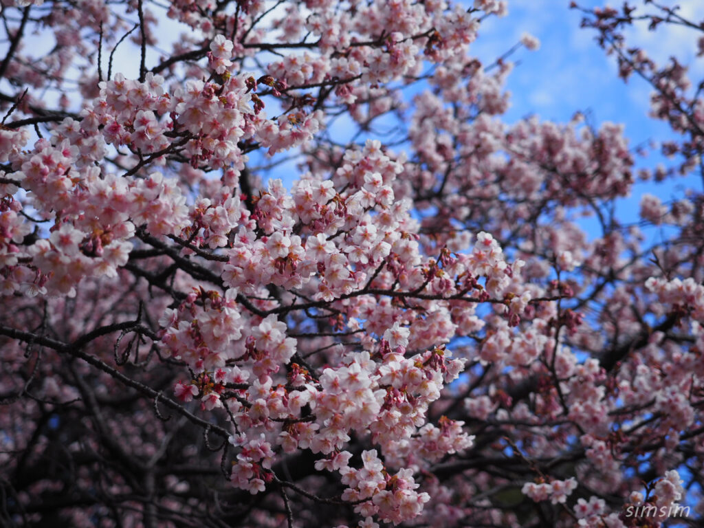 新宿御苑　寒桜