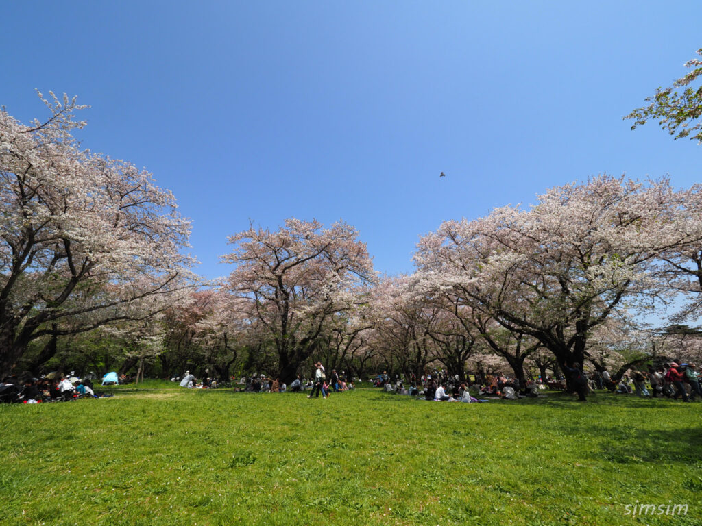 昭和記念公園桜