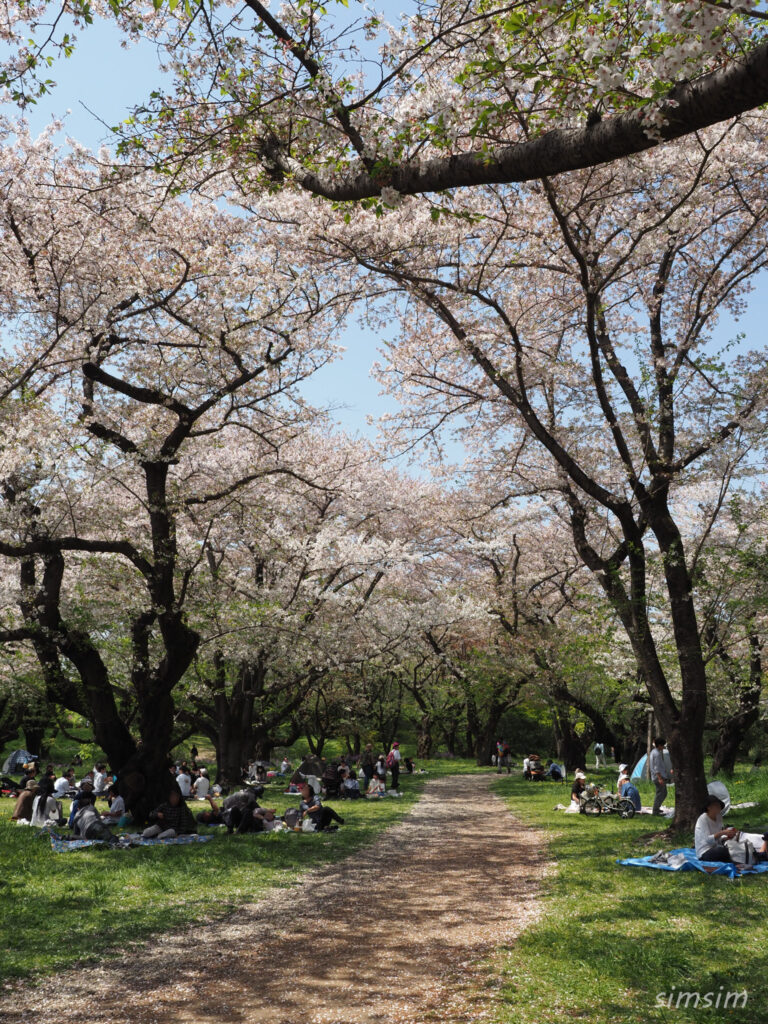 昭和記念公園桜