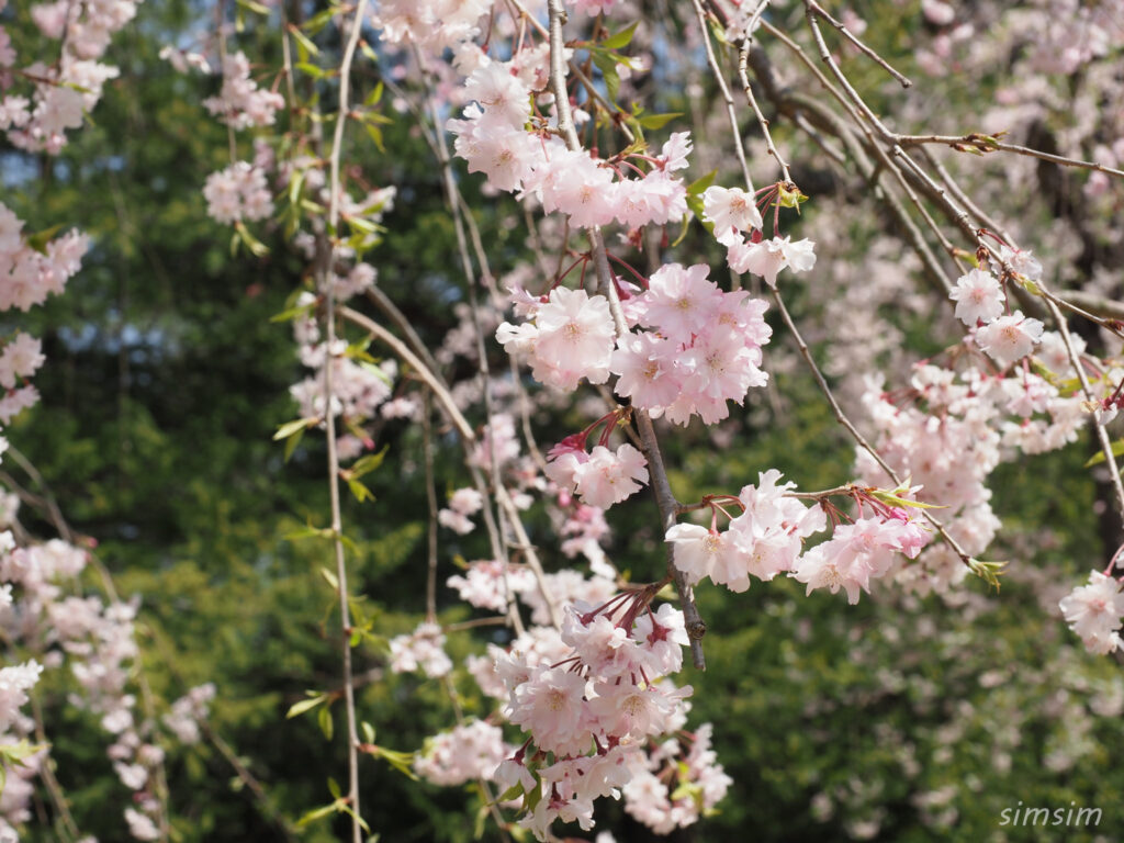 昭和記念公園枝垂れ桜