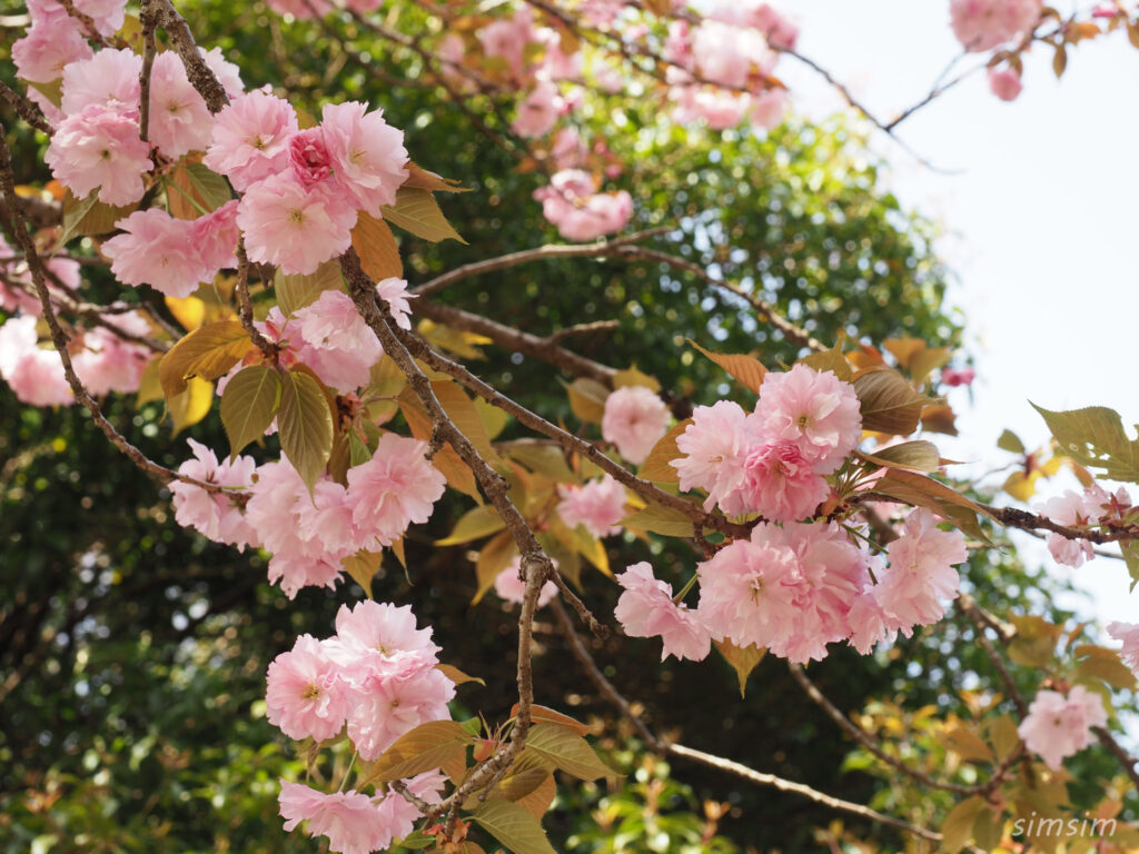 昭和記念公園八重桜