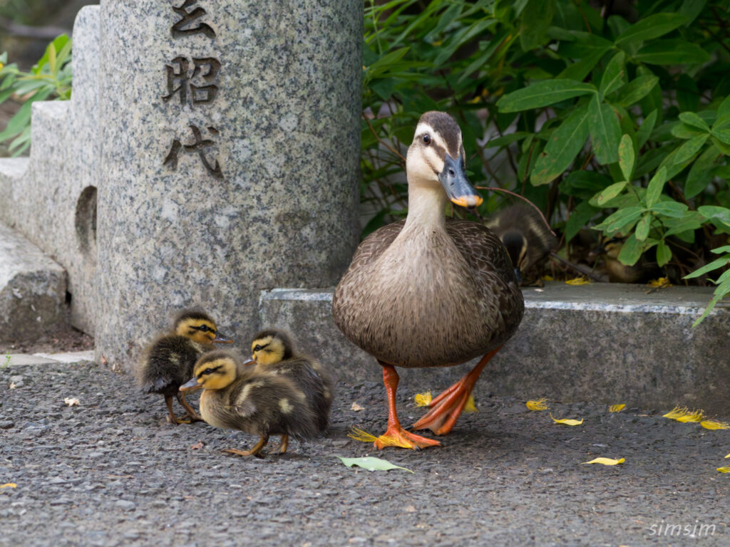 深大寺　カルガモ親子