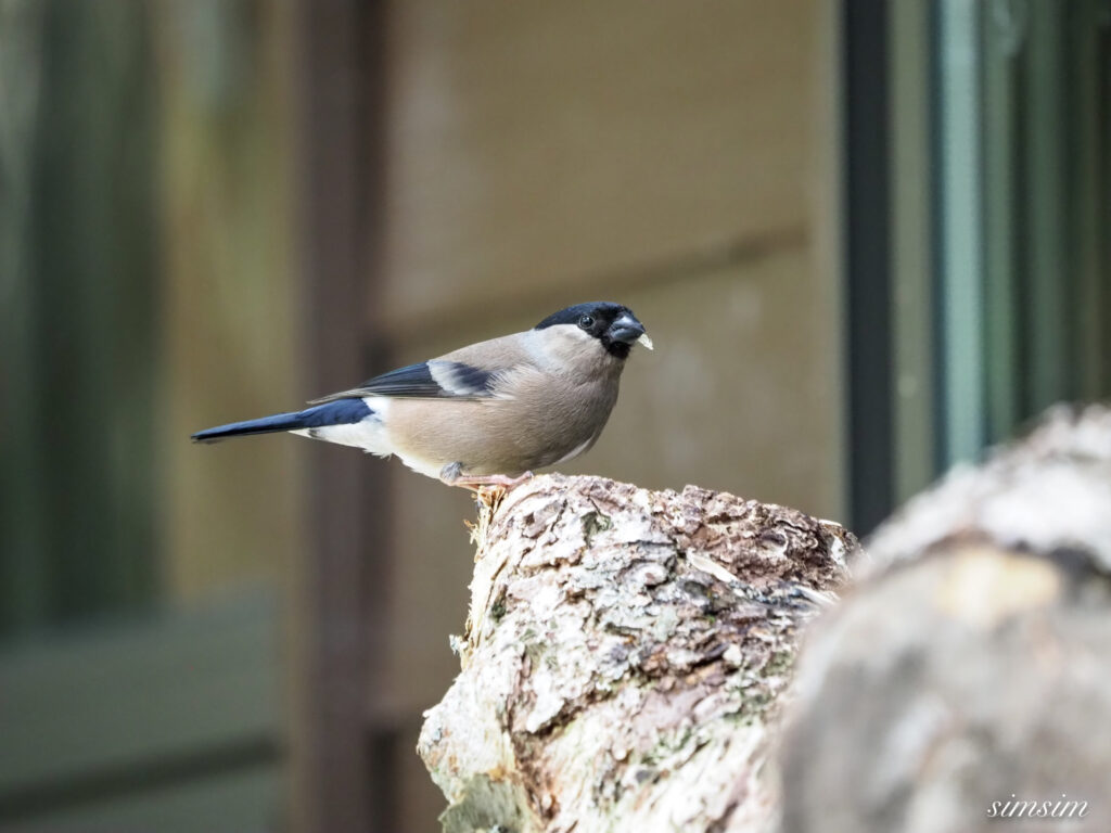 八ヶ岳しらびそ小屋