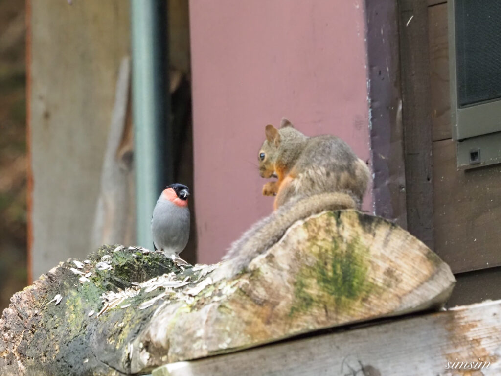 八ヶ岳しらびそ小屋