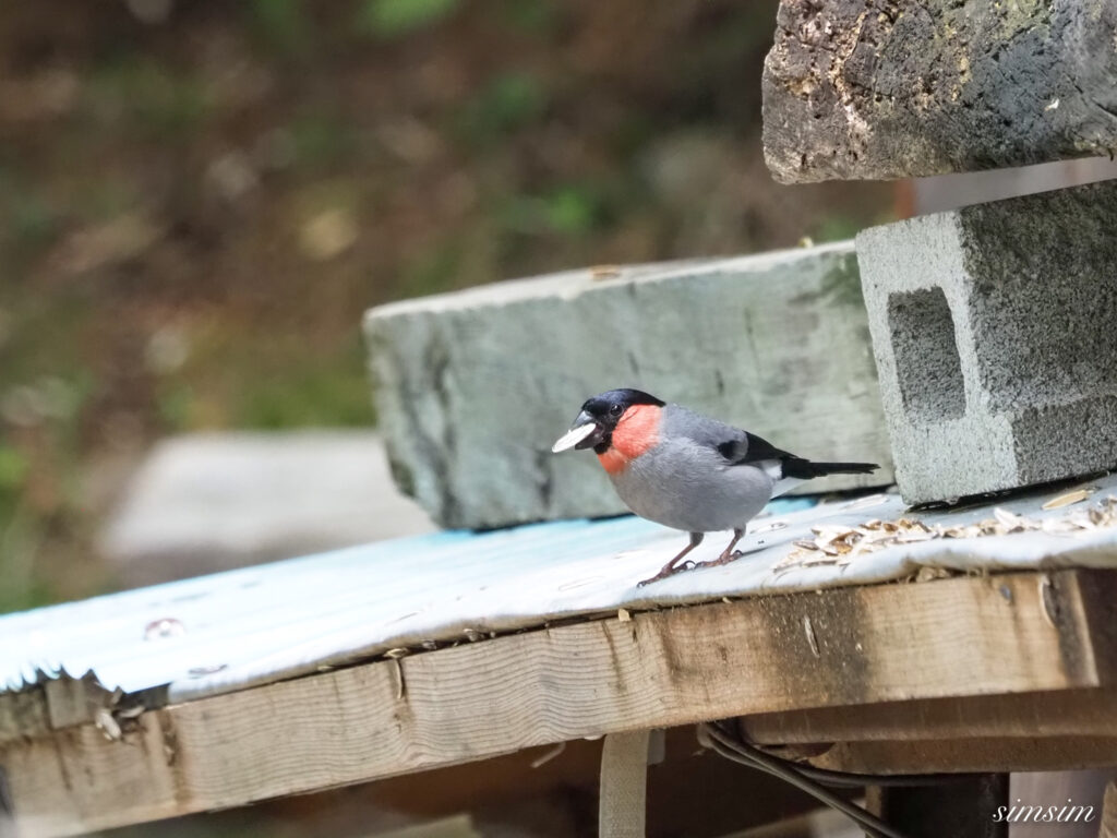 八ヶ岳しらびそ小屋