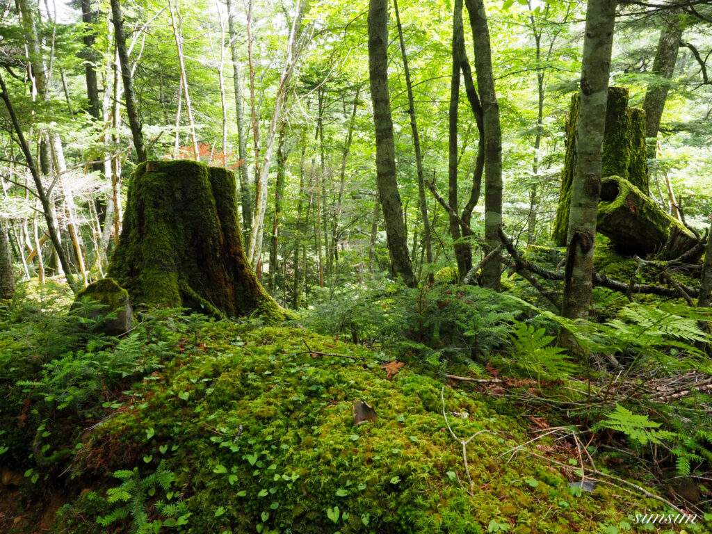 八ヶ岳みどり池入口〜しらびそ小屋コース