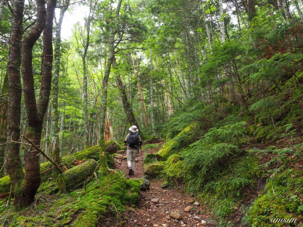 八ヶ岳みどり池入口〜しらびそ小屋コース