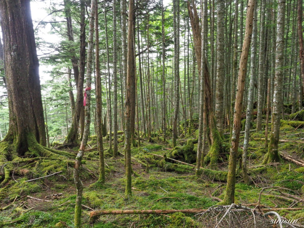 八ヶ岳みどり池入口〜しらびそ小屋コース