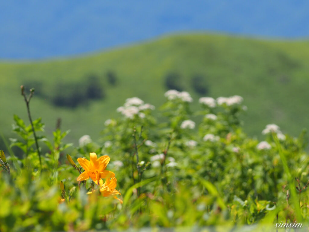 霧ヶ峰高原