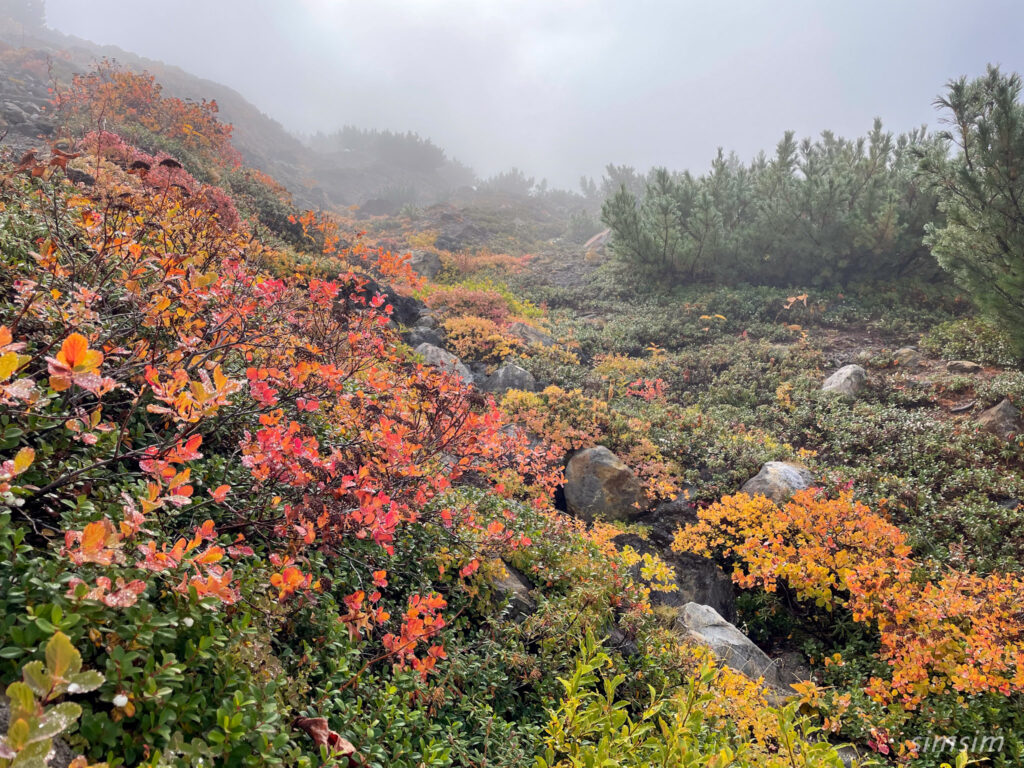 十勝岳山麓