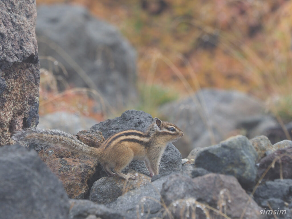 十勝岳山麓エゾシマリス