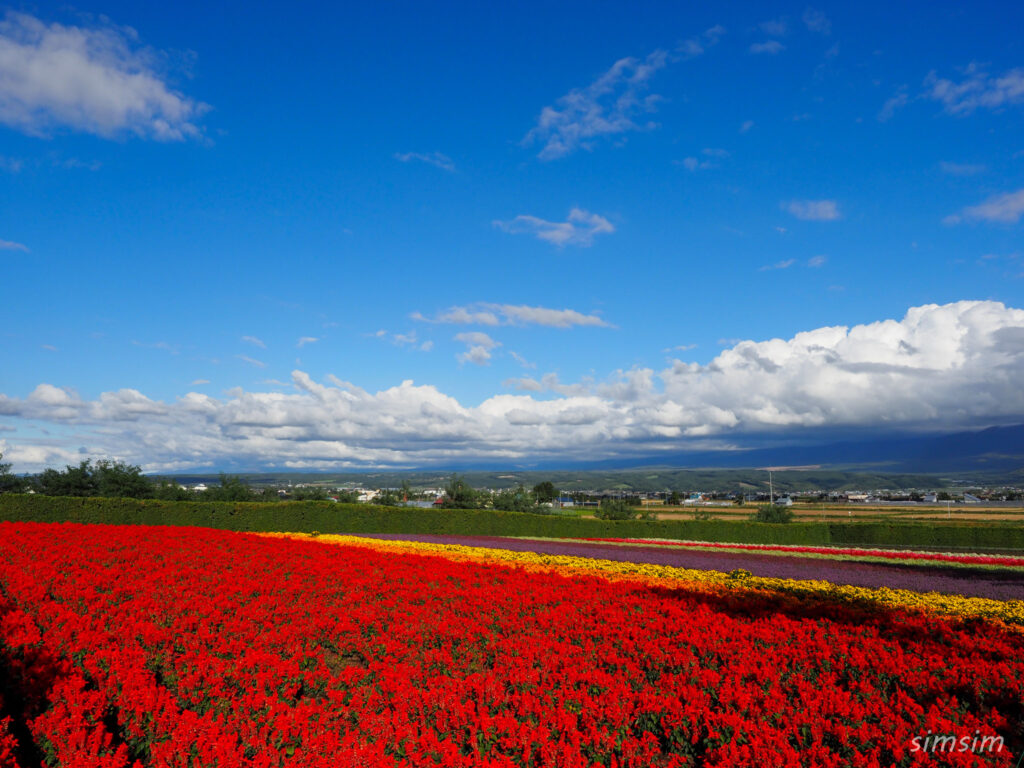 富良野　ファーム富田