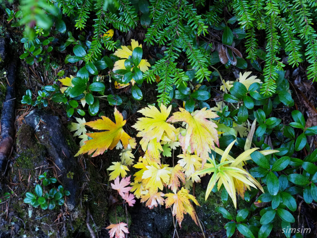 黒斑山登山　外輪山周回コース