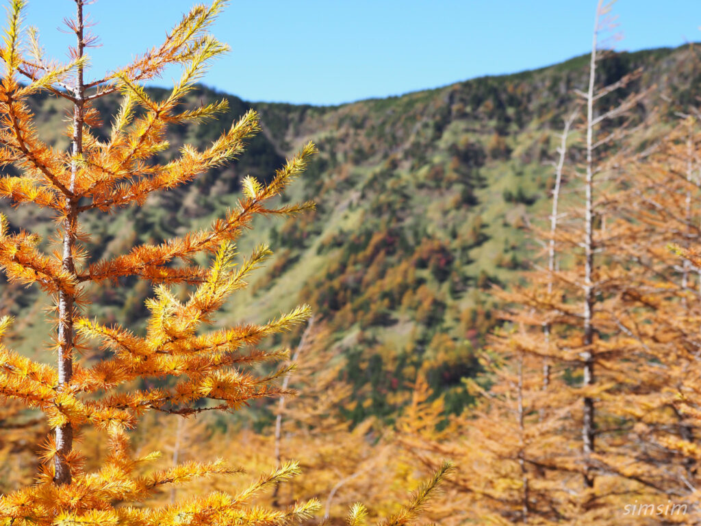 黒斑山登山　外輪山周回コース　浅間ゴールド